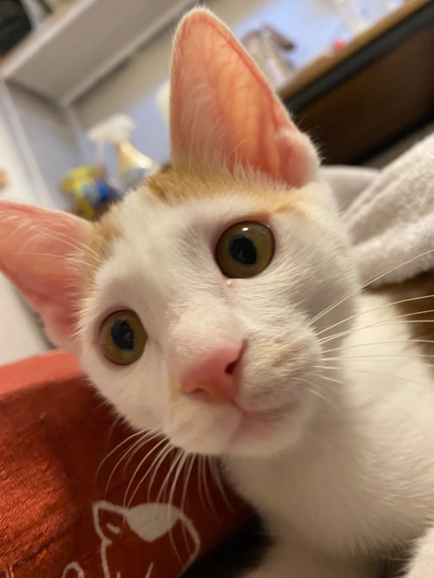 臨時休診のお知らせ